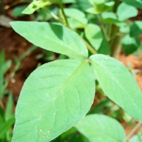 Cleome rutidosperma Blad