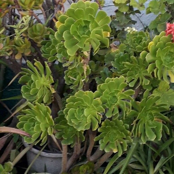 Aeonium arboreum 葉