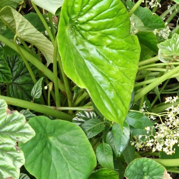 Begonia nelumbiifolia Leaf