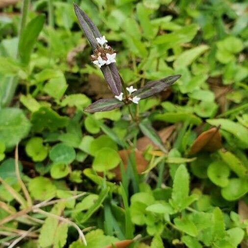 Spermacoce remota Blüte