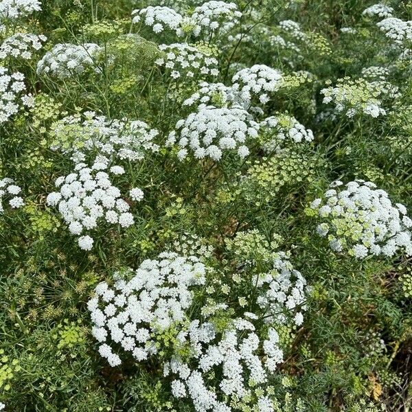 Ammi majus Flor