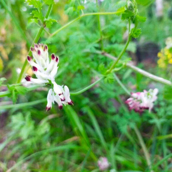 Fumaria capreolata Hàbitat