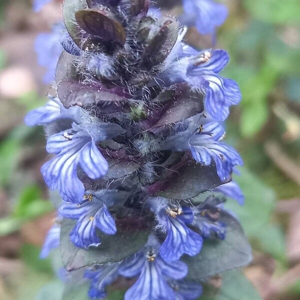 Ajuga reptans फूल