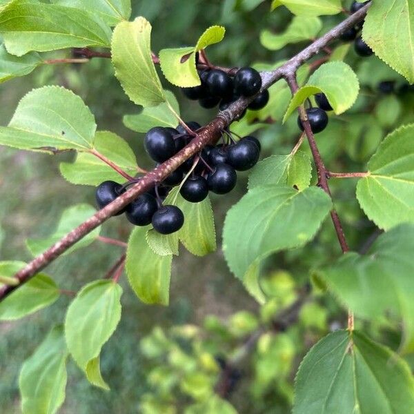 Rhamnus cathartica Fruto