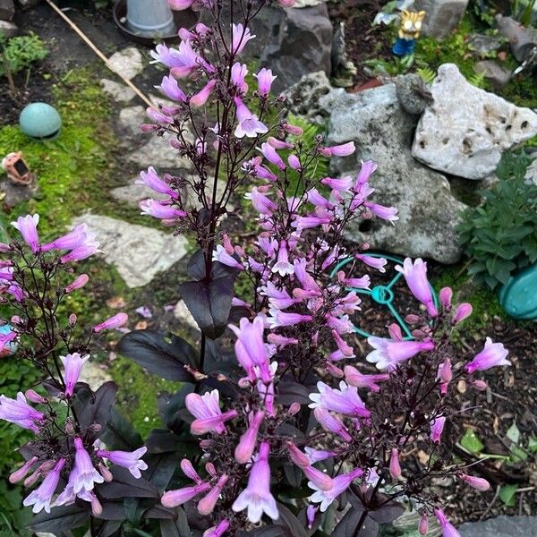 Penstemon digitalis Blomst