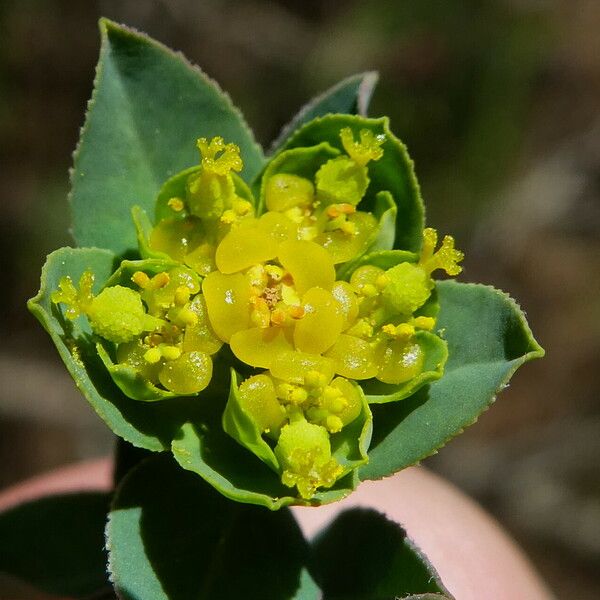 Euphorbia platyphyllos Fiore