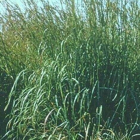 Andropogon gerardi Leaf