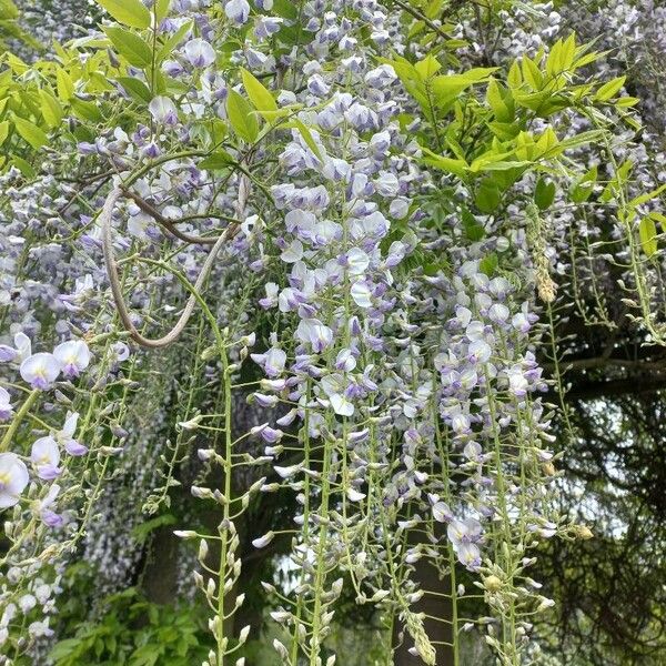 Wisteria floribunda Kwiat