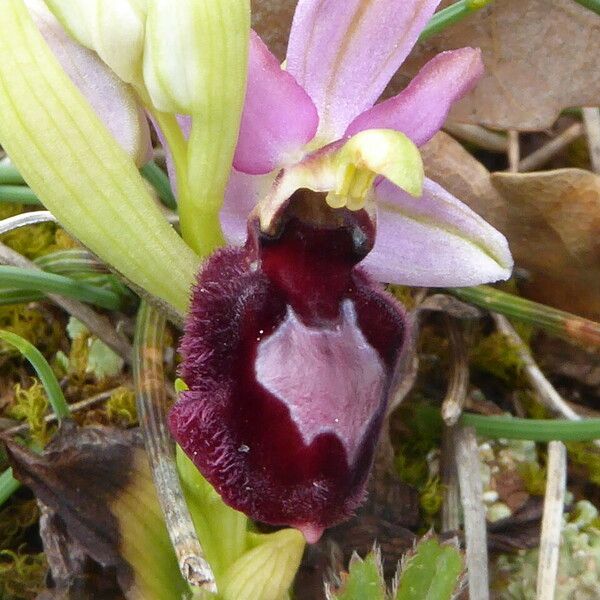 Ophrys × flavicans Lorea