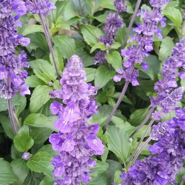 Salvia longispicata Flower