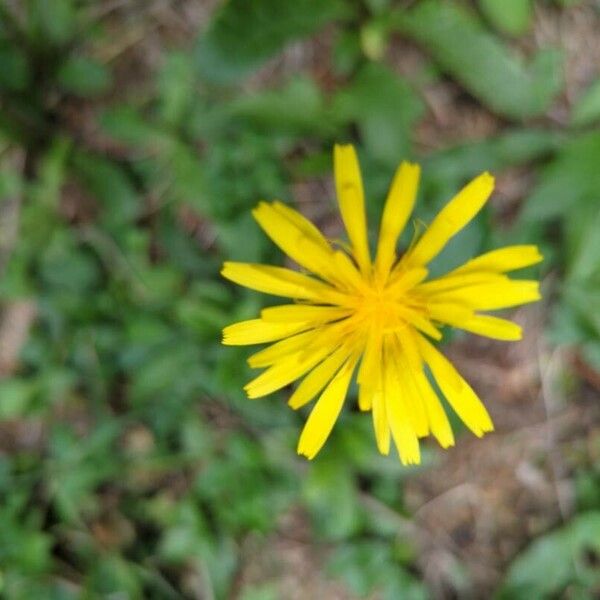 Crepis lampsanoides Lorea