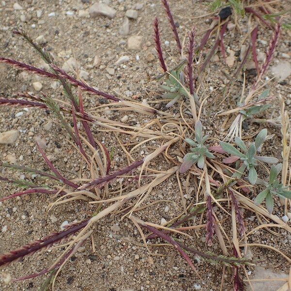 Catapodium marinum Habitus