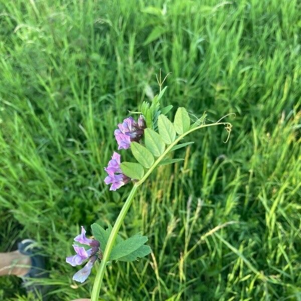 Vicia sepium পাতা