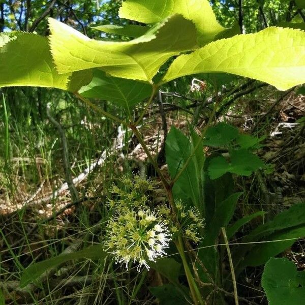 Aralia nudicaulis Blomma