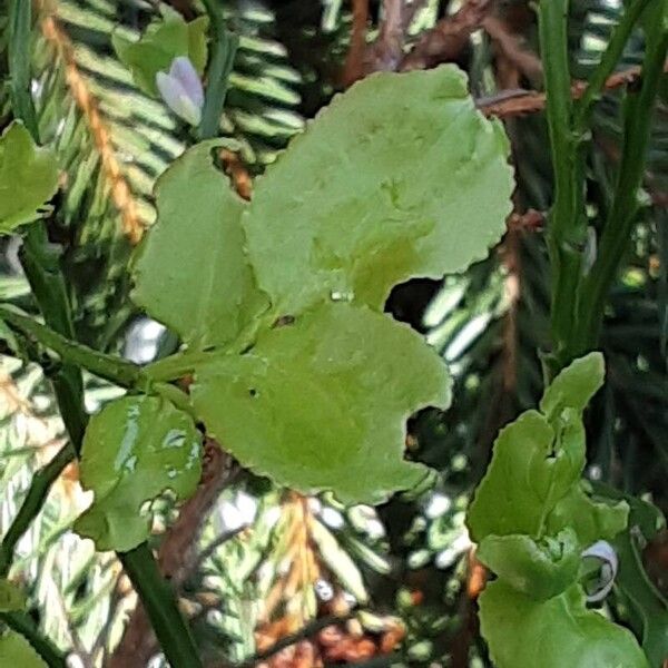 Vaccinium myrtillus Leaf