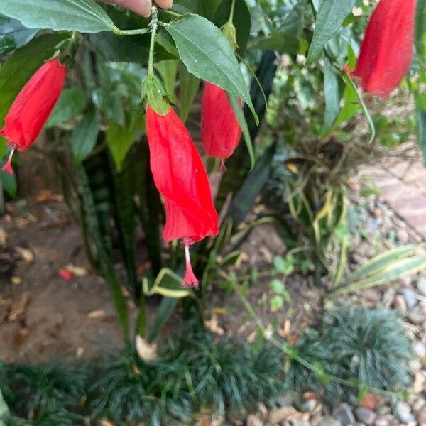 Malvaviscus penduliflorus Bloem