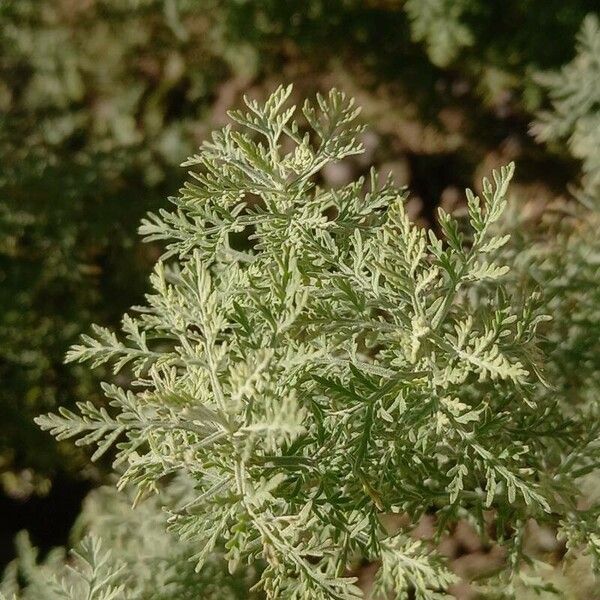 Artemisia pontica Leaf