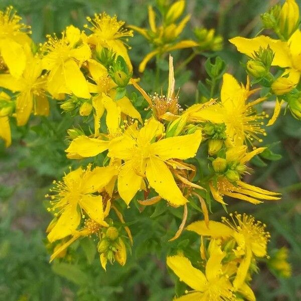 Hypericum perforatum Floare