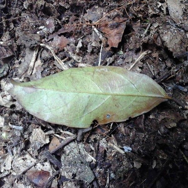 Maranthes glabra Leaf