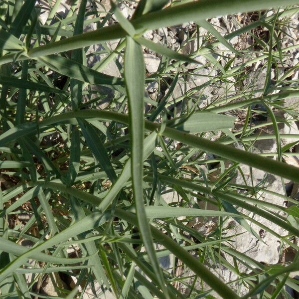 Centranthus angustifolius 整株植物