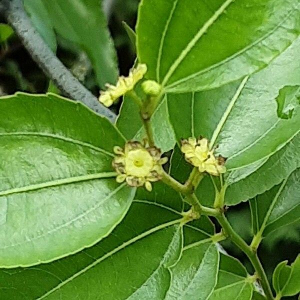 Ziziphus jujuba Flower