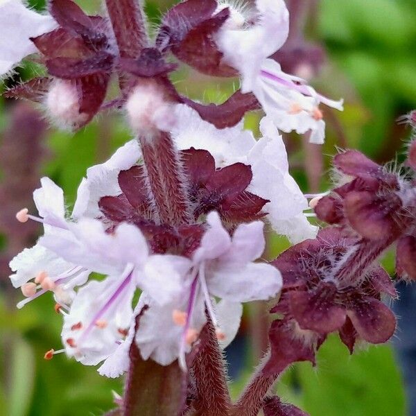 Ocimum kilimandscharicum 花