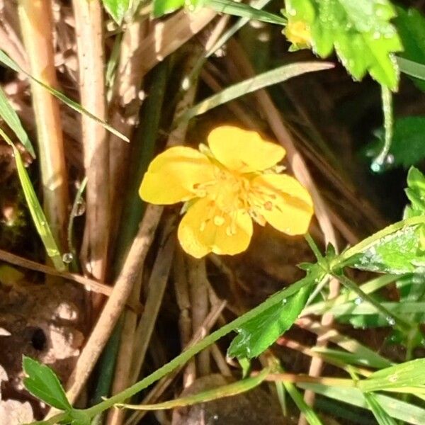 Potentilla erecta Flower