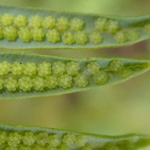 Dicranopteris linearis Leaf