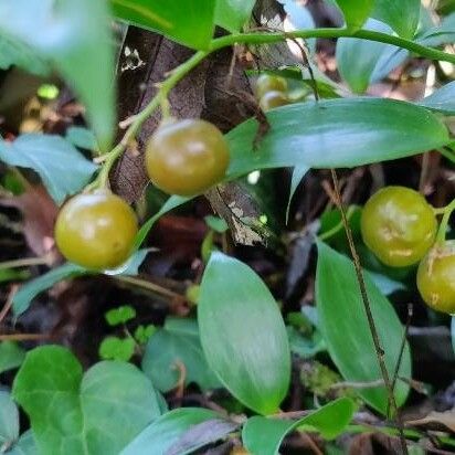 Asparagus asparagoides Fruit