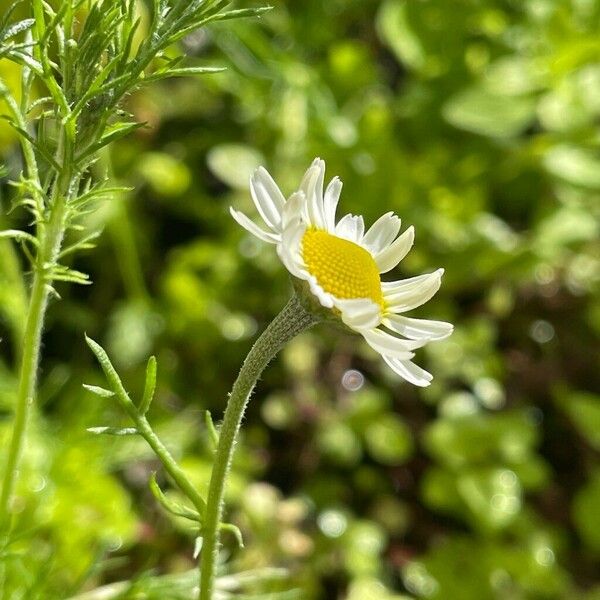 Anthemis arvensis Flower