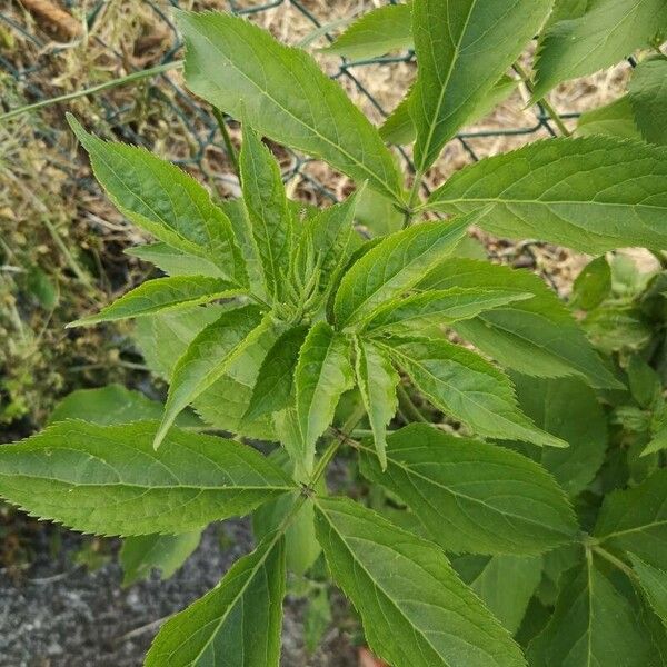 Sambucus canadensis Φύλλο