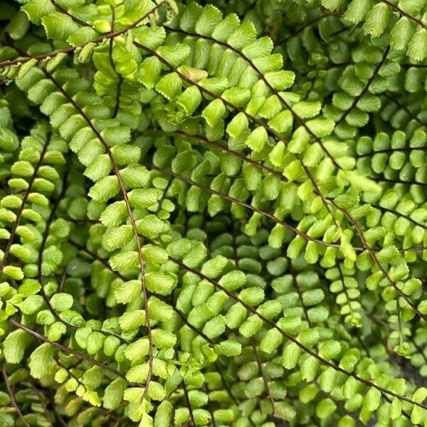 Asplenium trichomanes Frunză