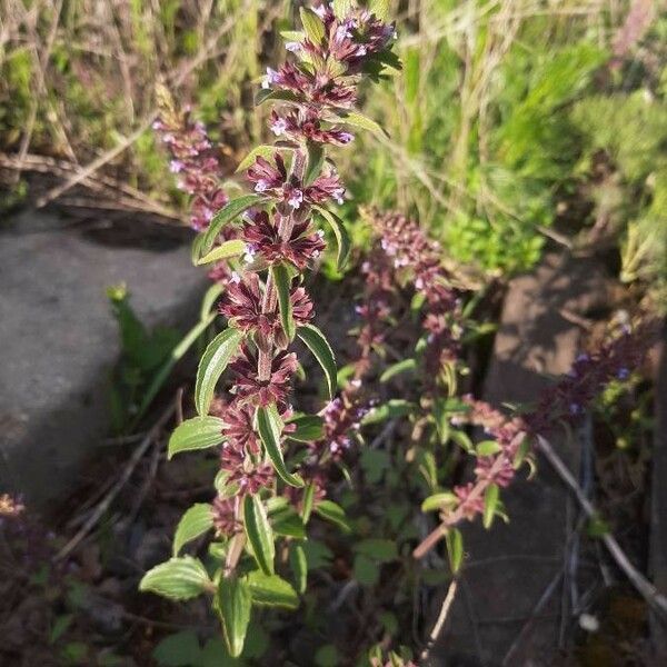 Dracocephalum thymiflorum Žiedas