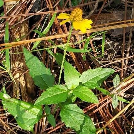 Viguiera dentata Blüte