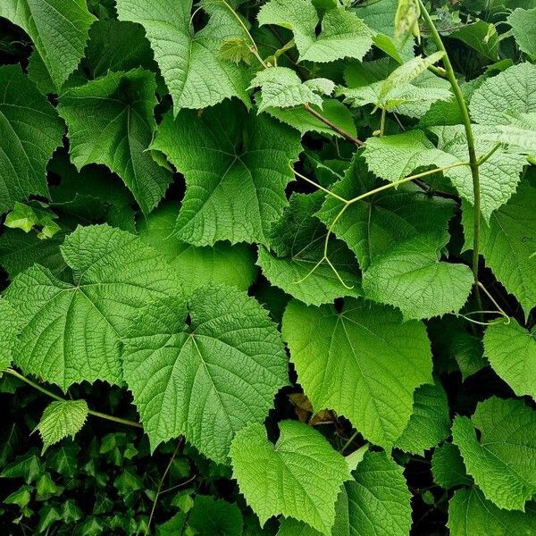 Vitis aestivalis Habit