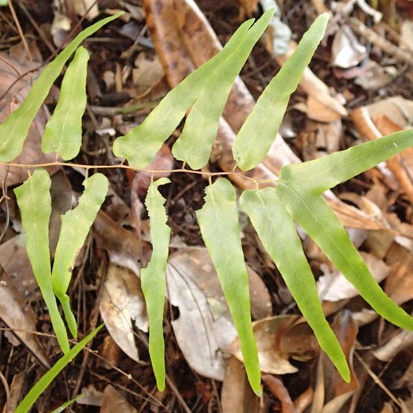 Lygodium microphyllum Folio