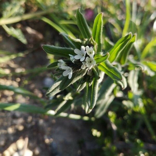 Buglossoides arvensis 花