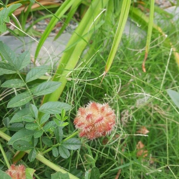 Glycyrrhiza echinata Fiore