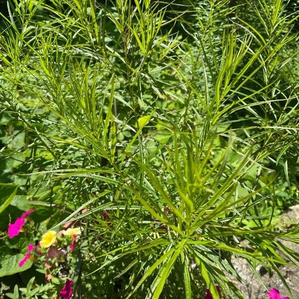 Amsonia hubrichtii Leht