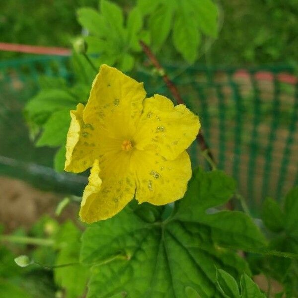 Momordica charantia Flors