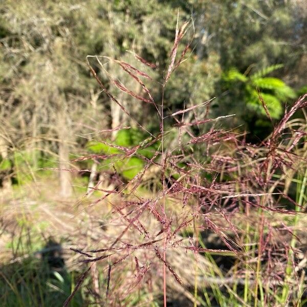 Capillipedium spicigerum Flower