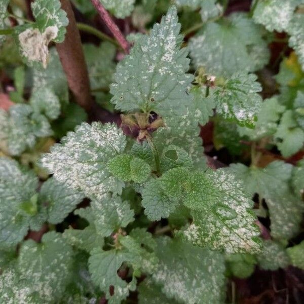 Lamium maculatum Blatt