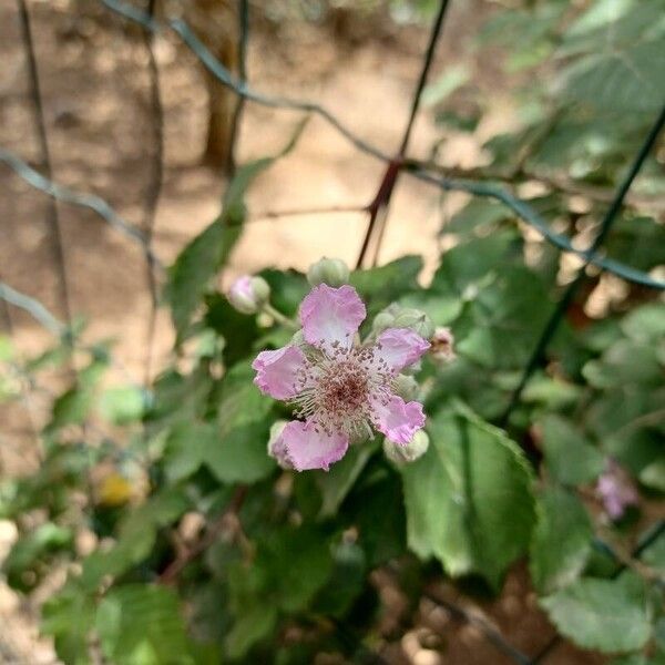 Rubus ulmifolius Cvet