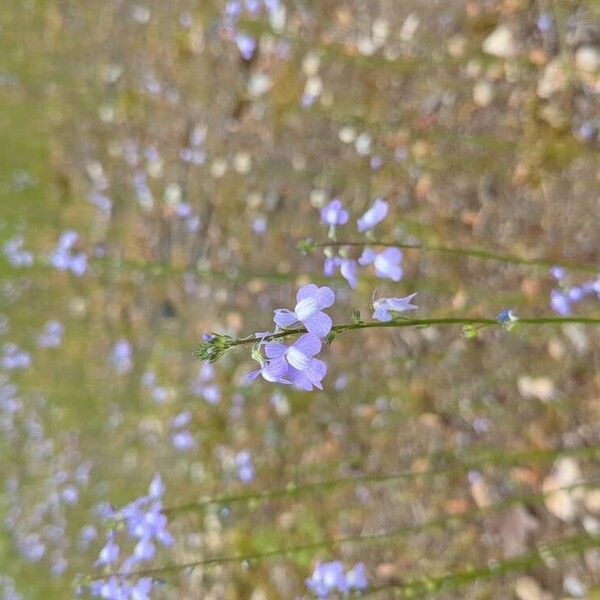 Nuttallanthus floridanus Kvet