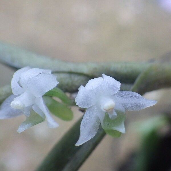 Eggelingia gabonensis 花