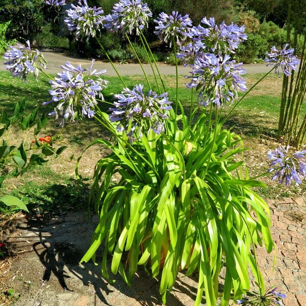 Agapanthus africanus Цветок