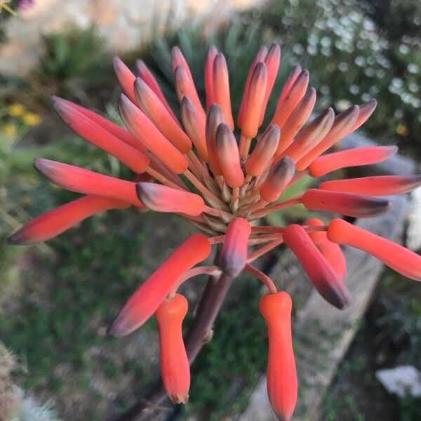 Aloe maculata Цвят