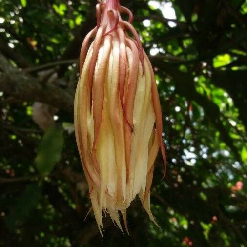 Observación: Epiphyllum oxypetalum (DC.) Haw. (Shehadi Ramiz 9 de may. de  2021) Flora mundial - Pl@ntNet identify