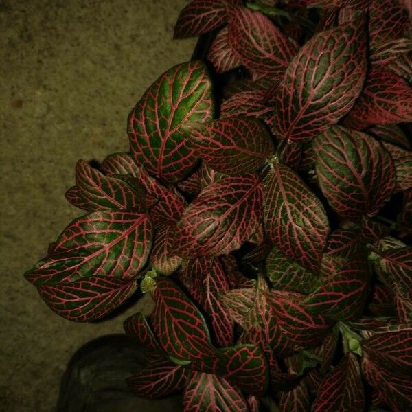 Fittonia albivenis Lapas