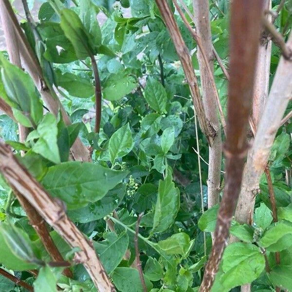 Deutzia gracilis 树皮